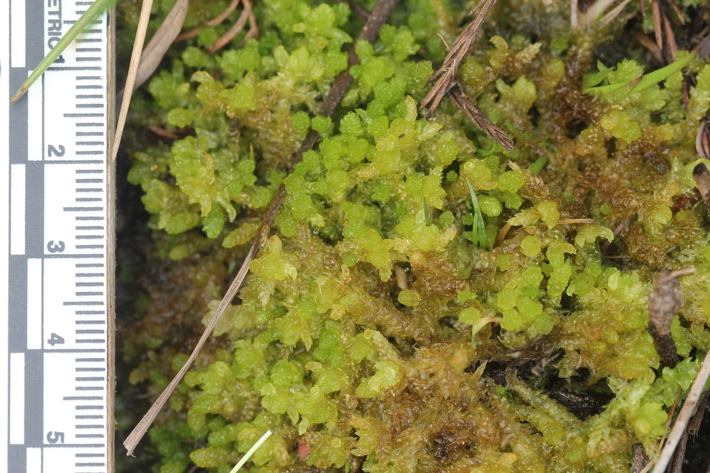 Sphagnum microcarpum