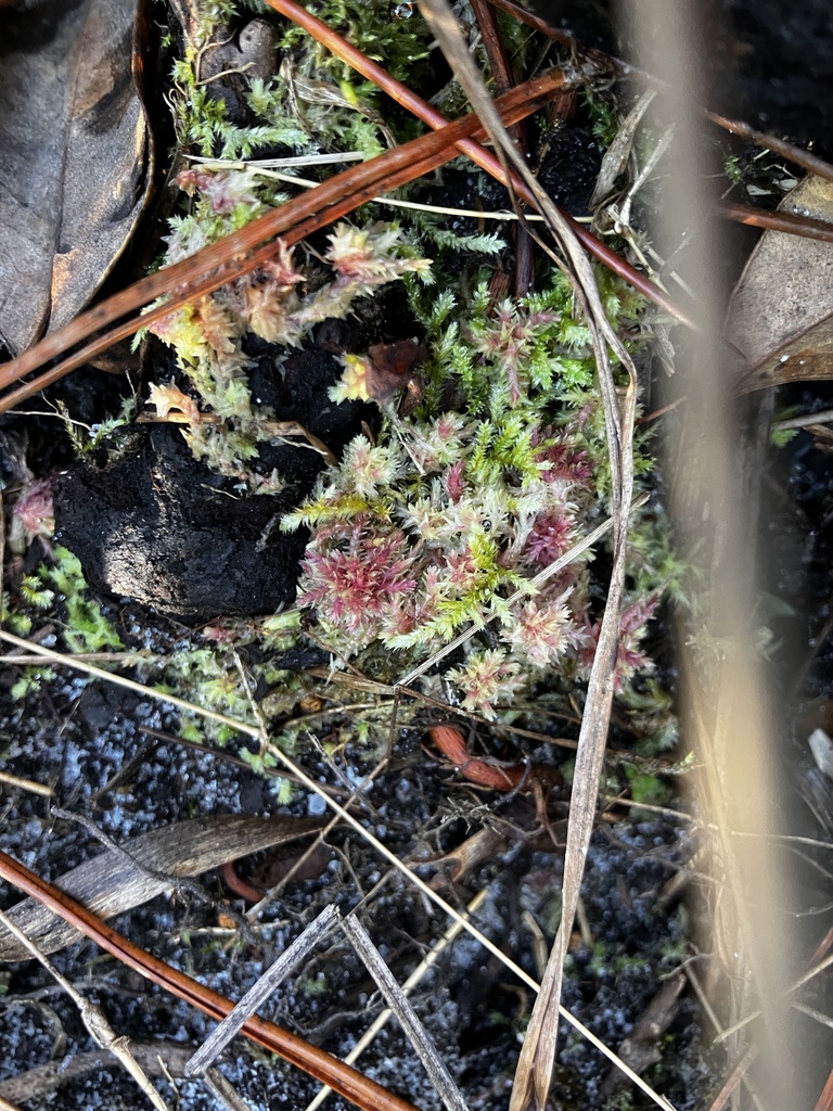 Sphagnum molle