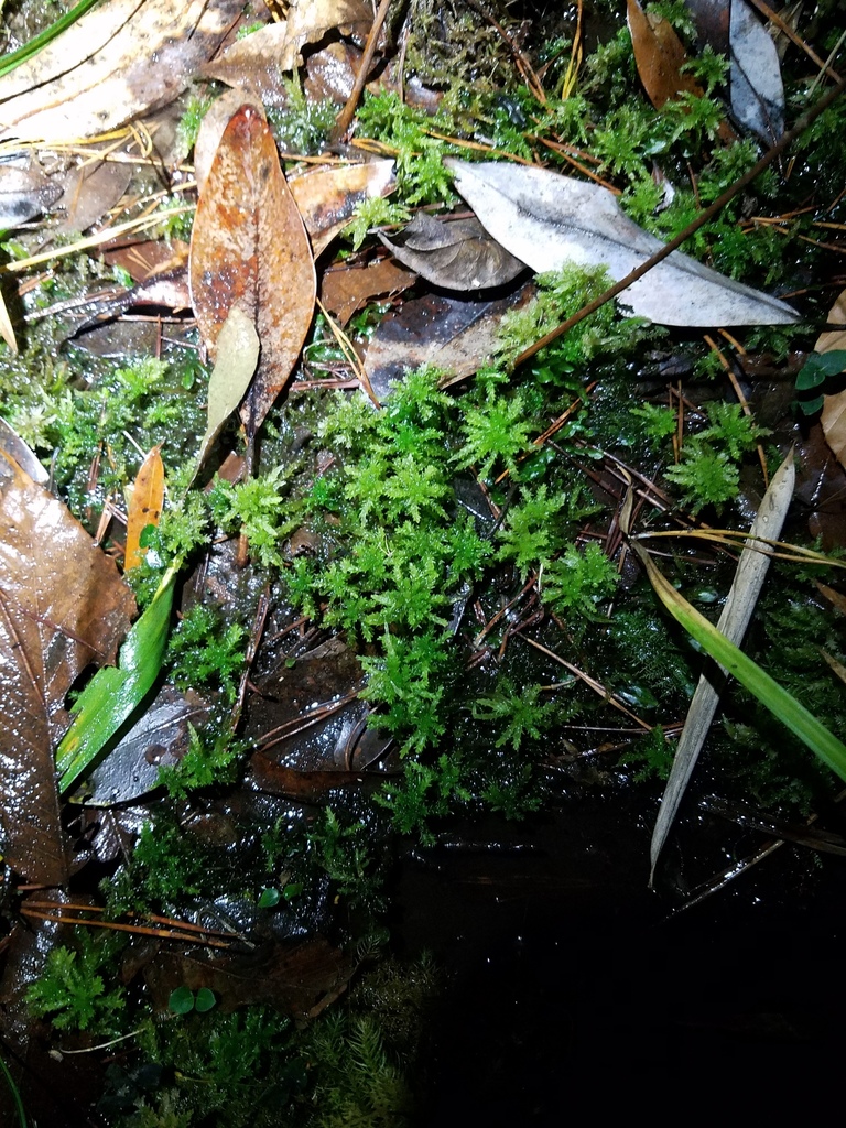 Sphagnum palustre