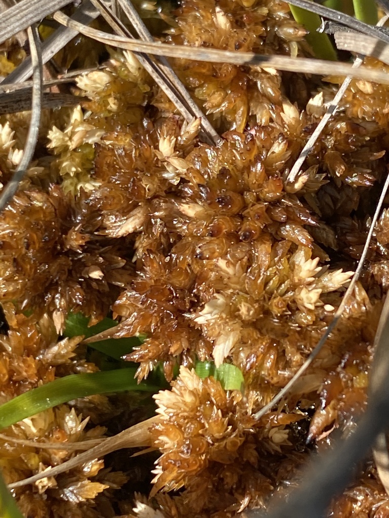 Sphagnum perichaetiale