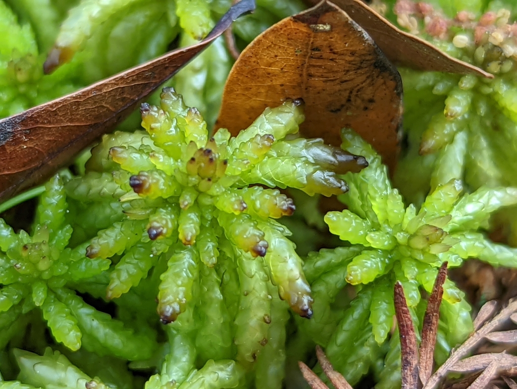 Sphagnum portoricense