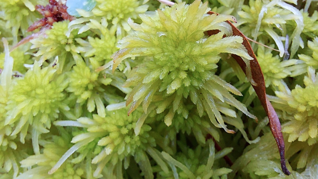 Sphagnum recurvum
