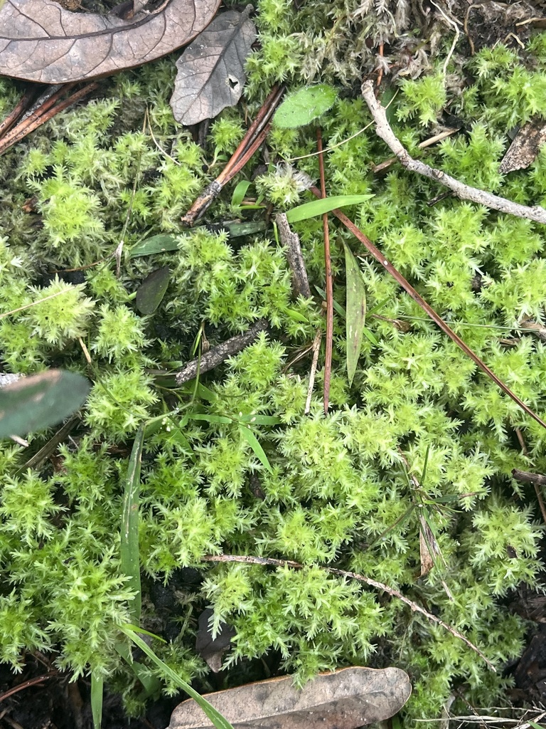 Sphagnum strictum