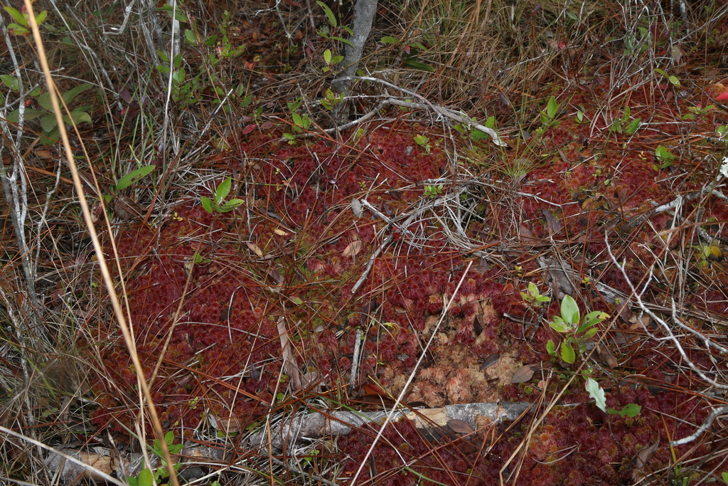 Sphagnum tenerum