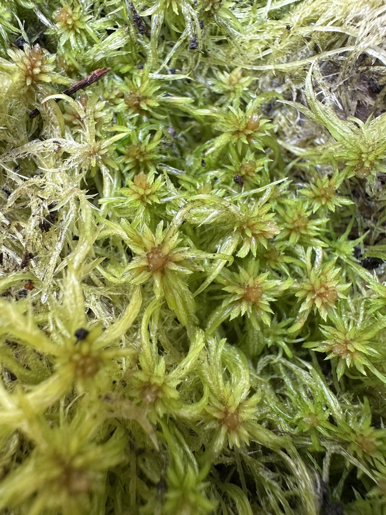 Sphagnum trinitense