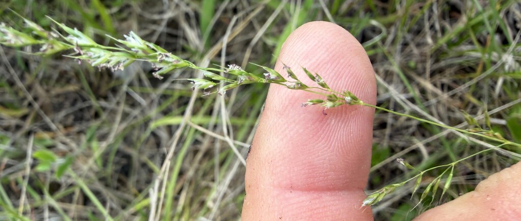 Sphenopholis filiformis