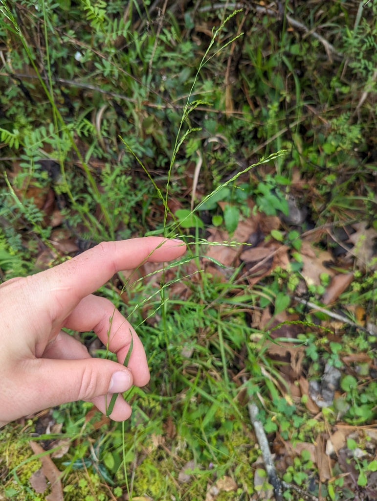 Sphenopholis nitida