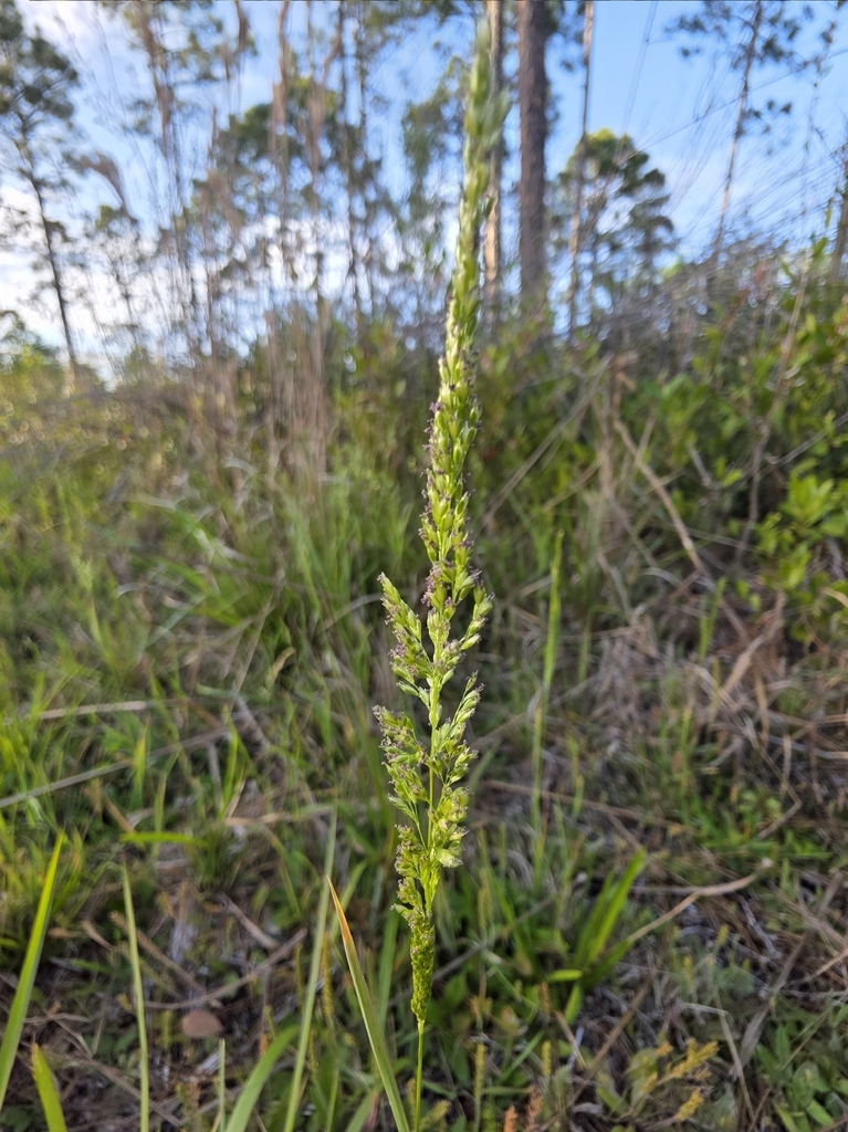Sphenopholis obtusata