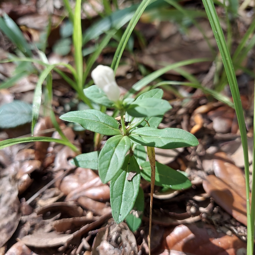 Spigelia loganioides