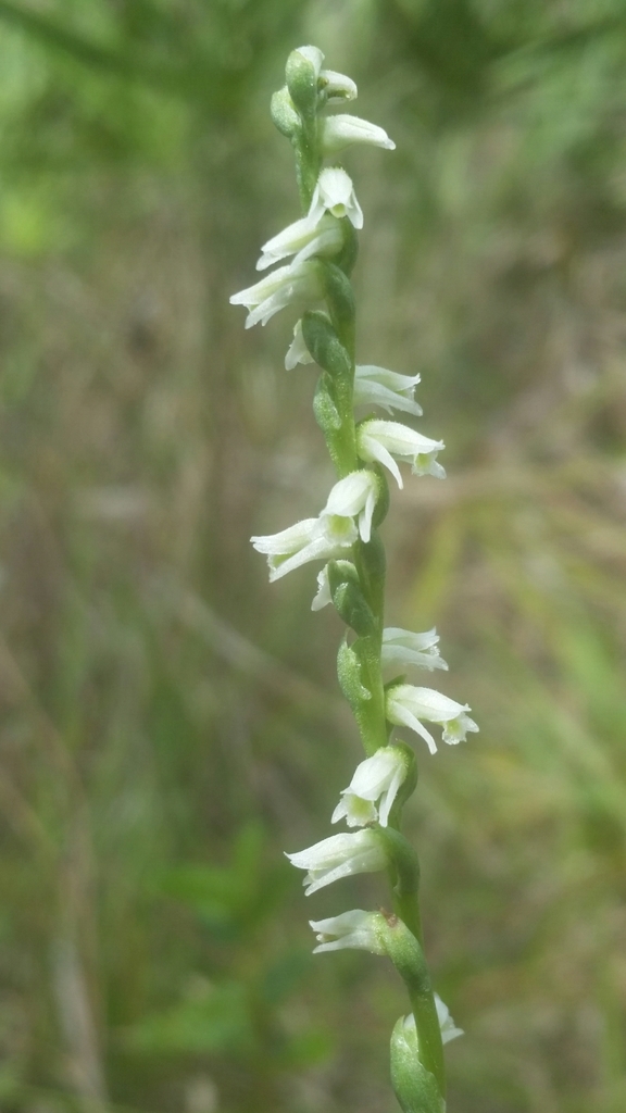 Spiranthes amesiana