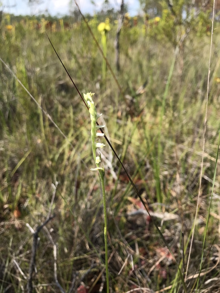 Spiranthes brevilabris
