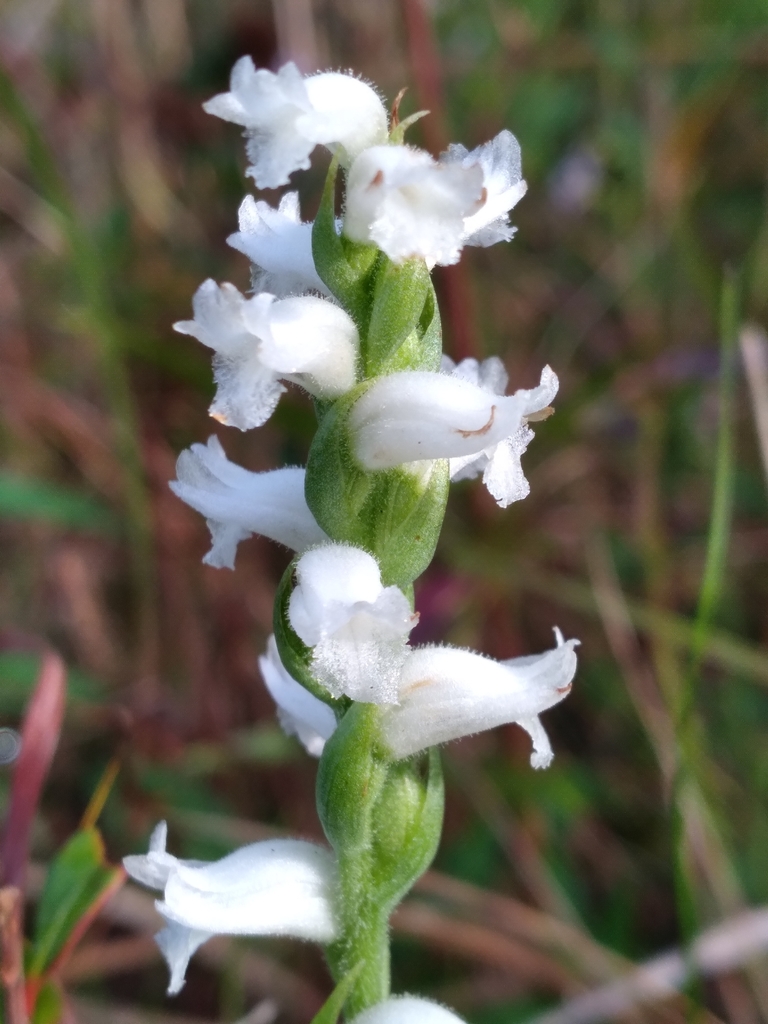 Spiranthes cernua
