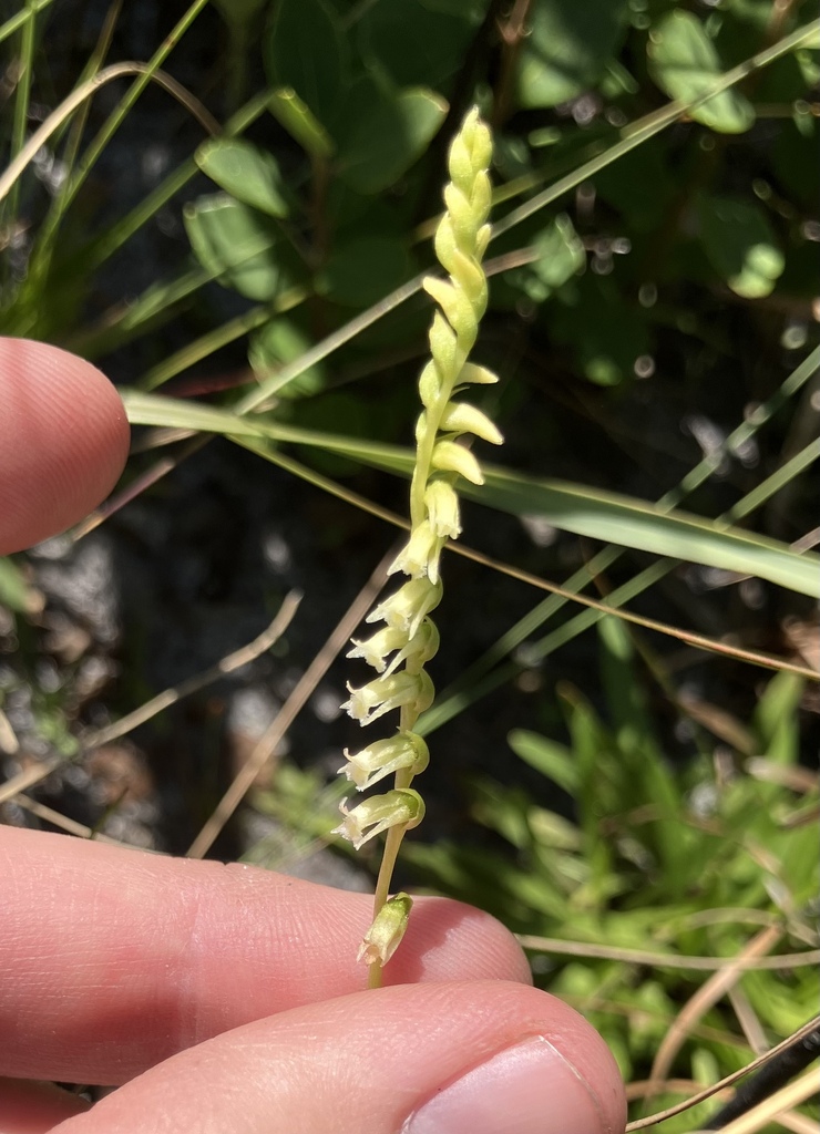 Spiranthes floridana