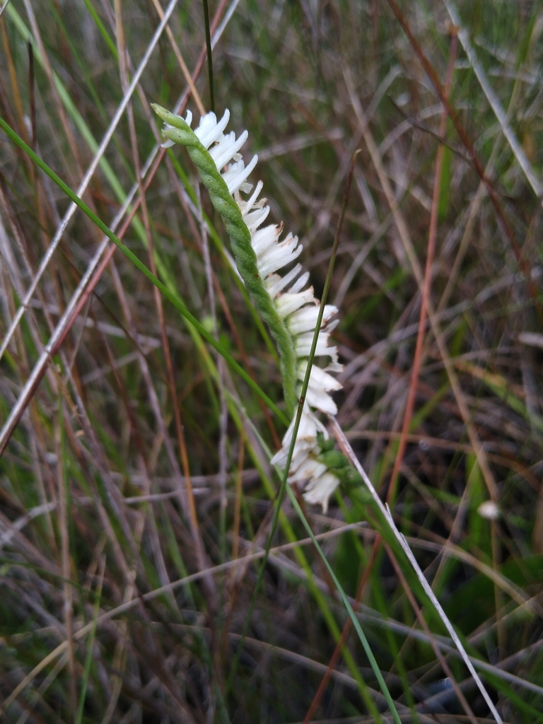 Spiranthes igniorchis