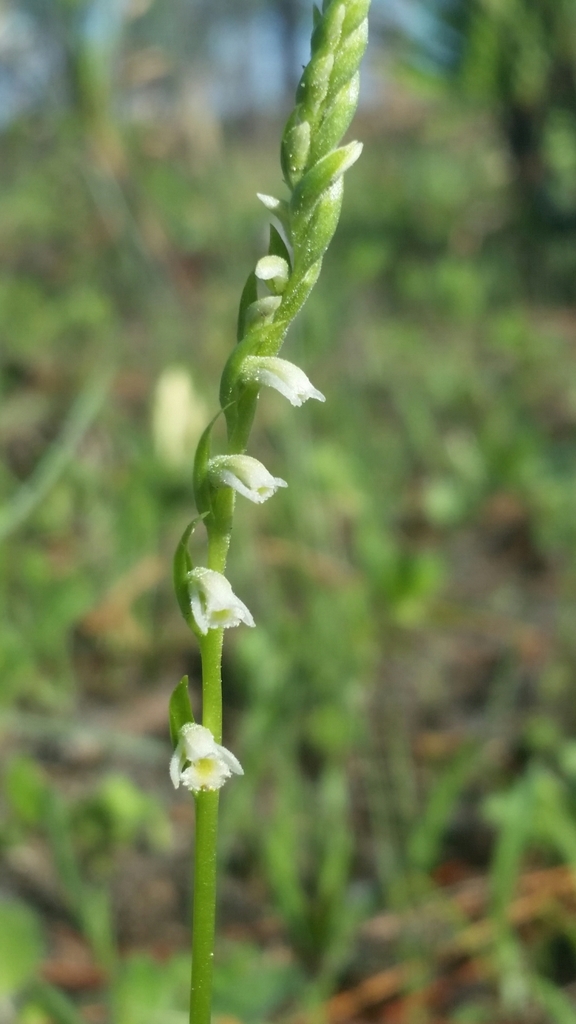 Spiranthes lacera