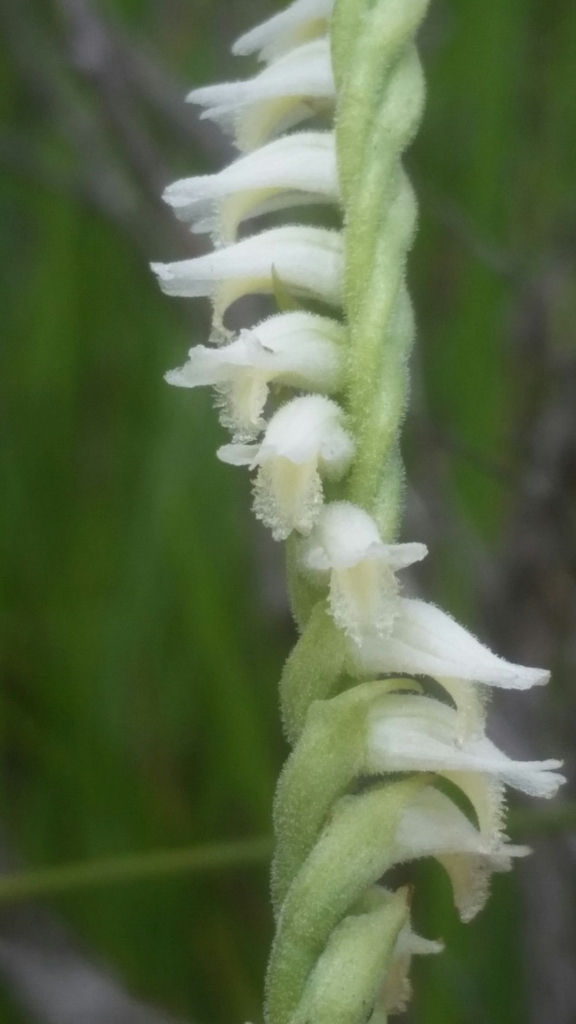 Spiranthes laciniata