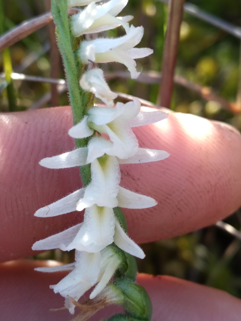 Spiranthes longilabris
