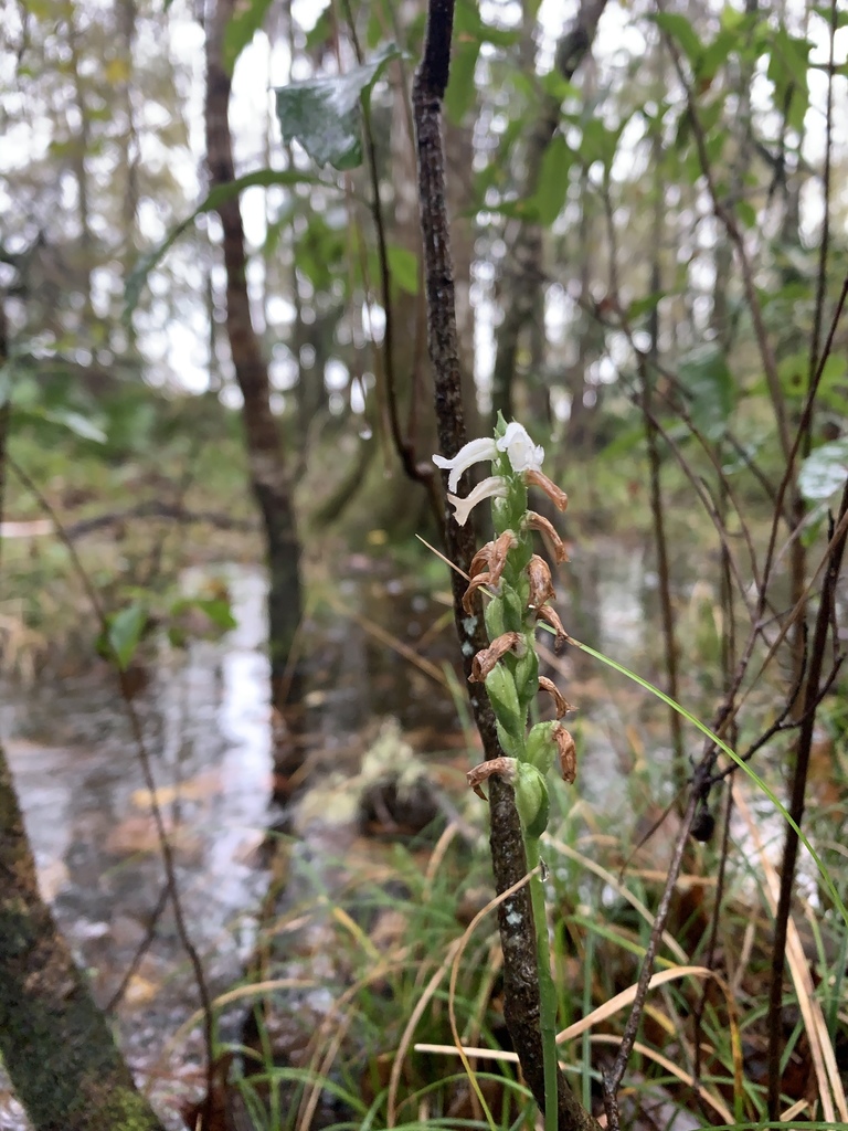 Spiranthes odorata
