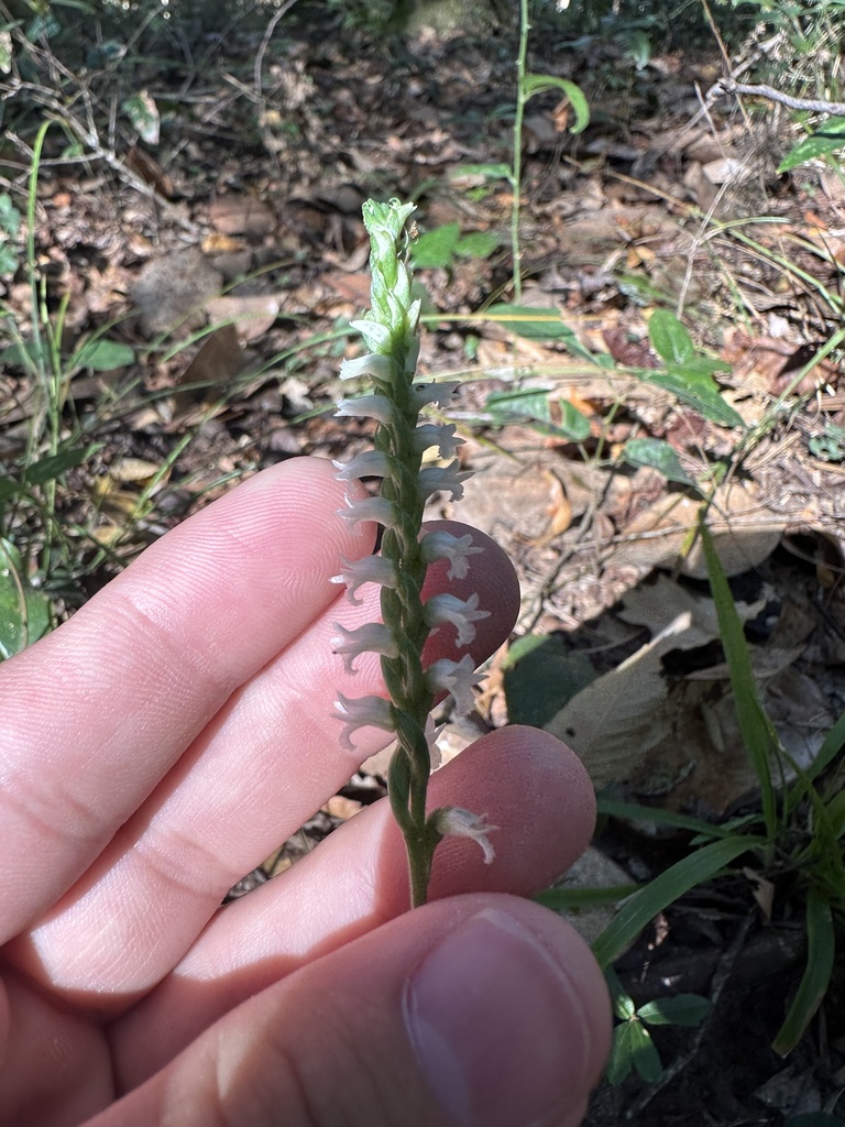 Spiranthes ovalis var. erostellata