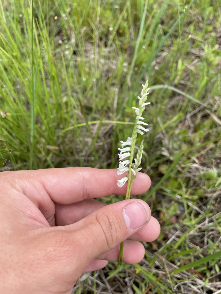 Spiranthes praecox