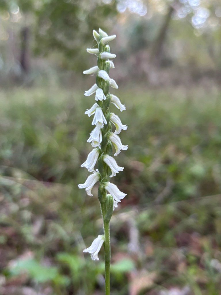 Spiranthes triloba