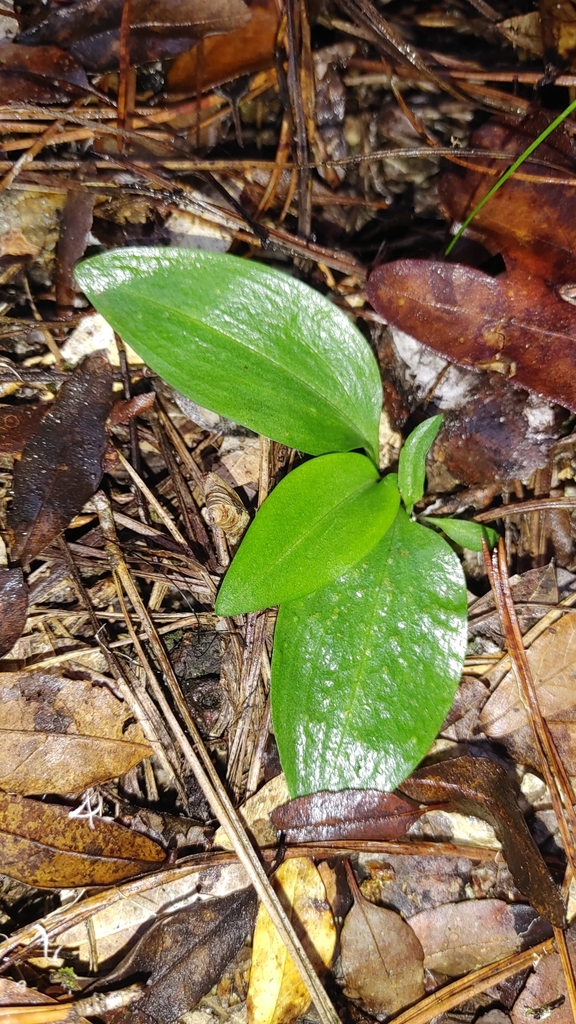 Spiranthes tuberosa