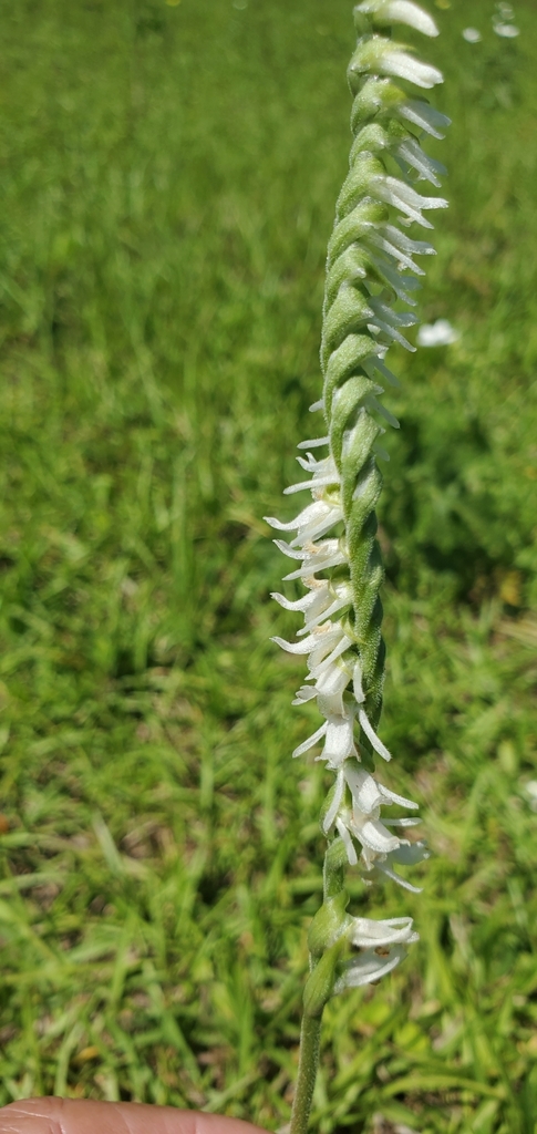 Spiranthes vernalis