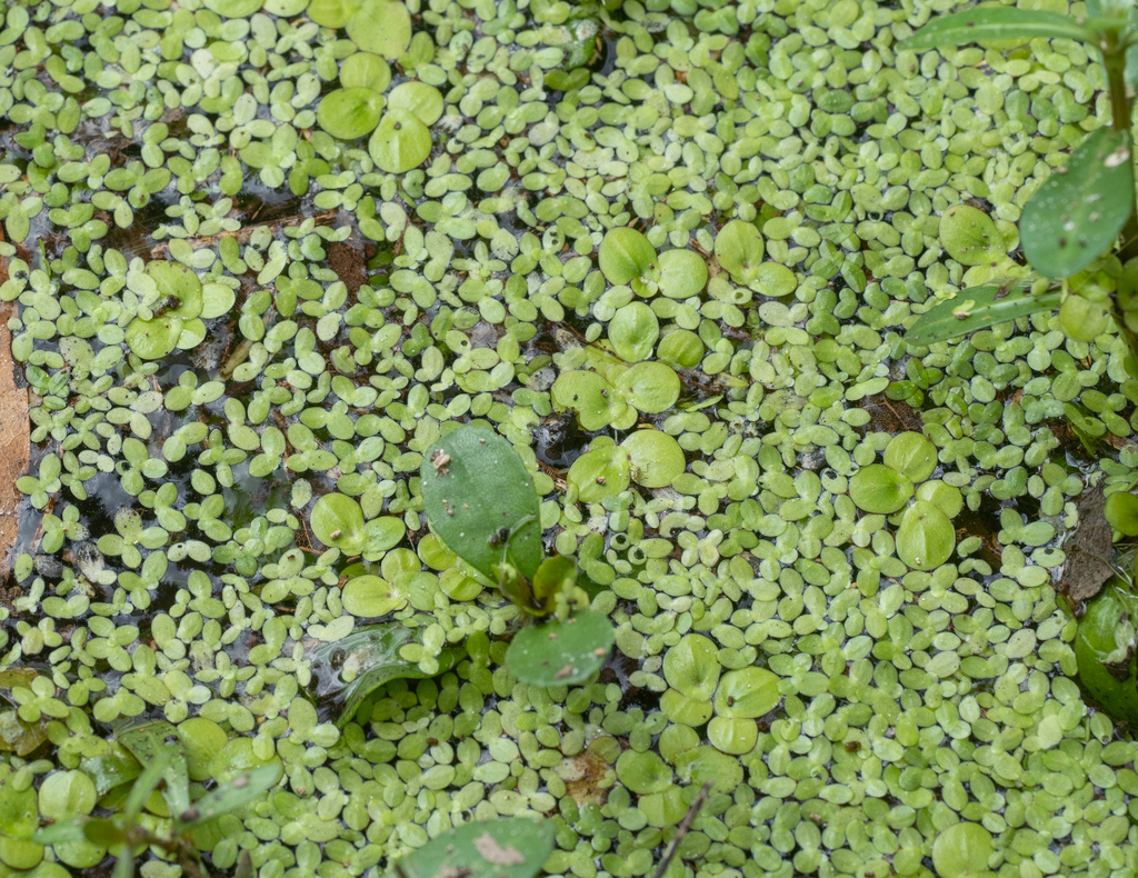 Spirodela polyrhiza