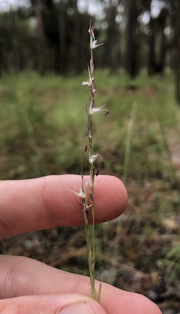Sporobolus compositus var. clandestinus