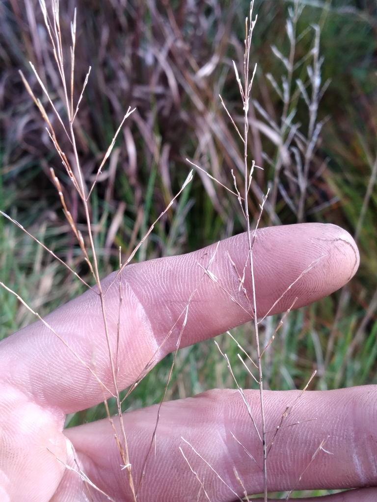 Sporobolus curtissii
