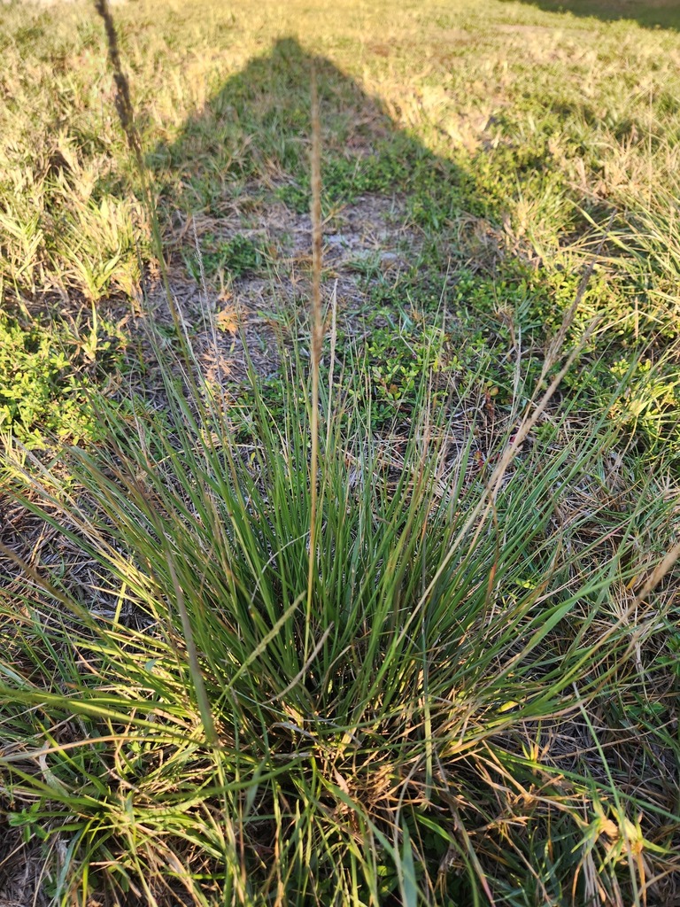 Sporobolus domingensis