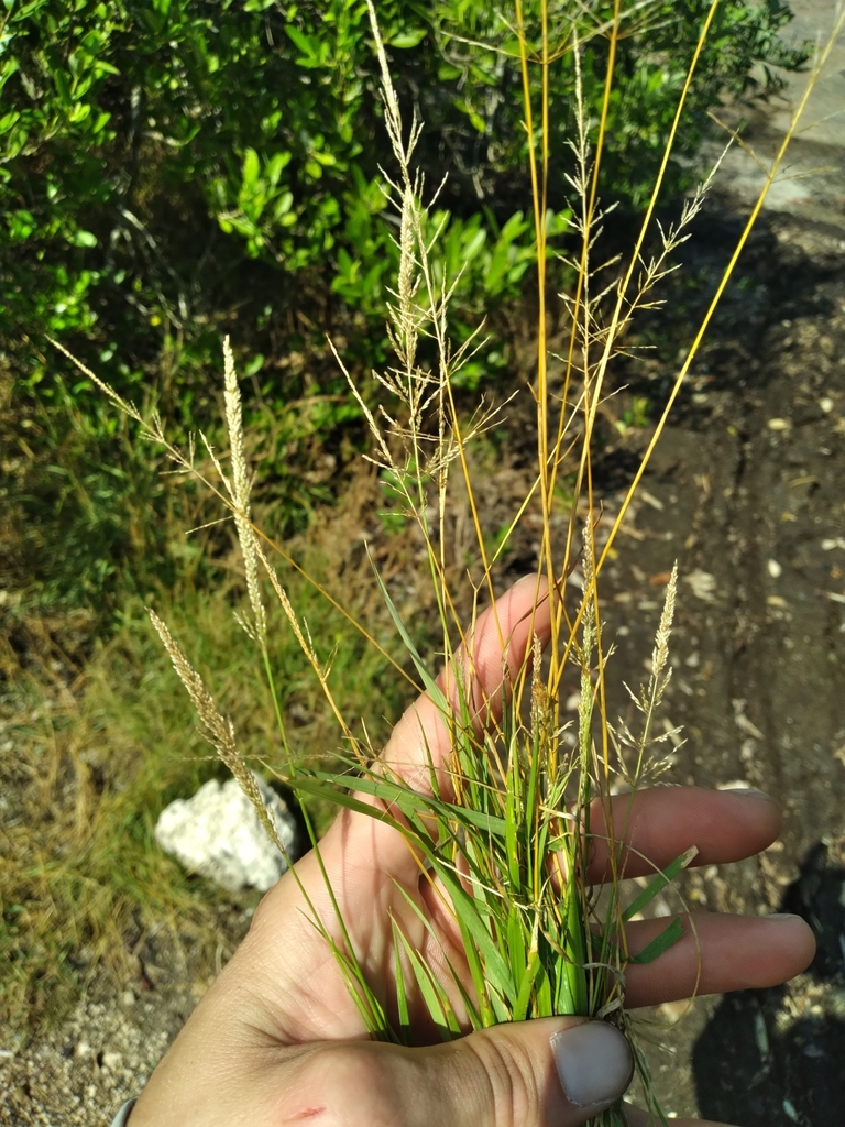 Sporobolus pyramidatus