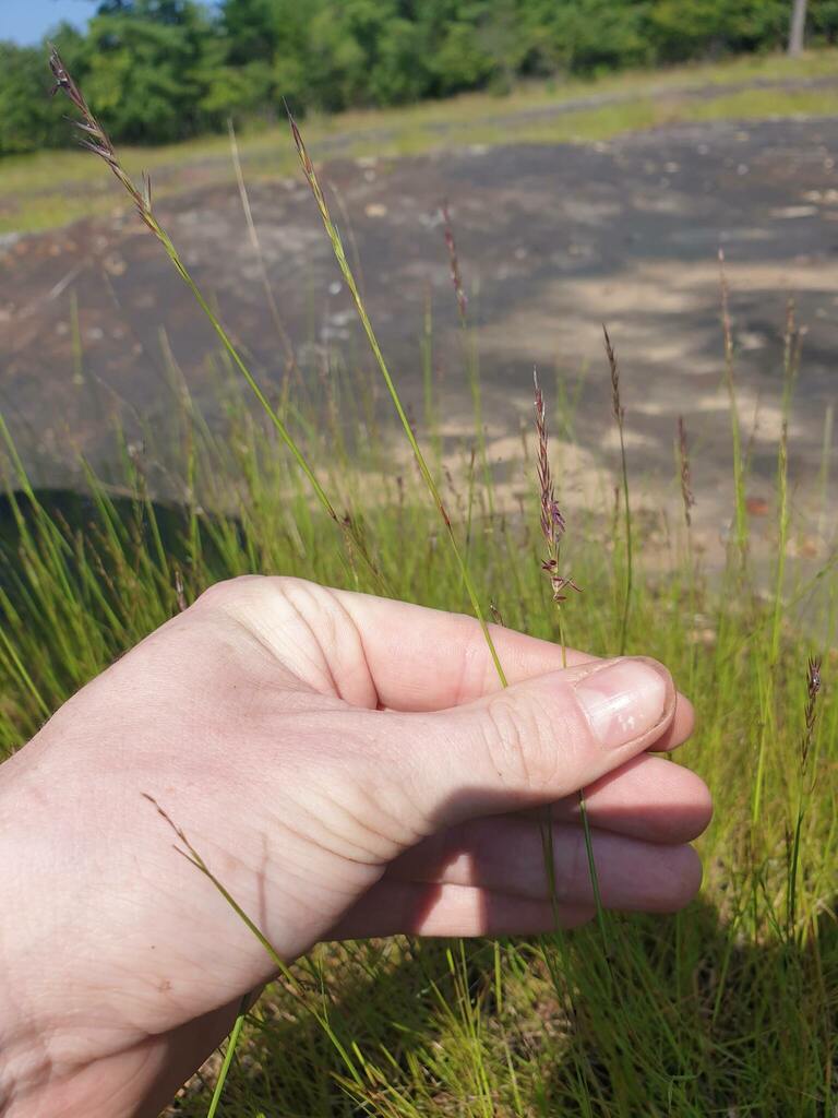 Sporobolus vaginiflorus