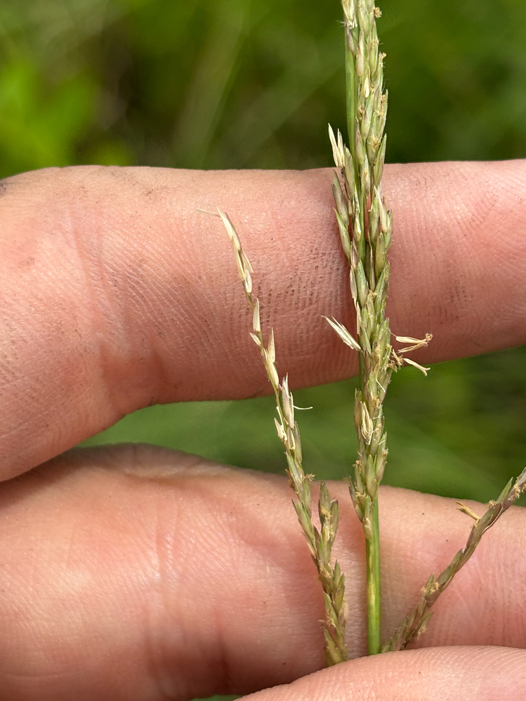 Sporobolus vaseyi