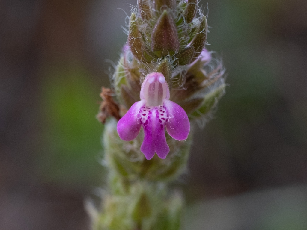 Stachydeoma graveolens