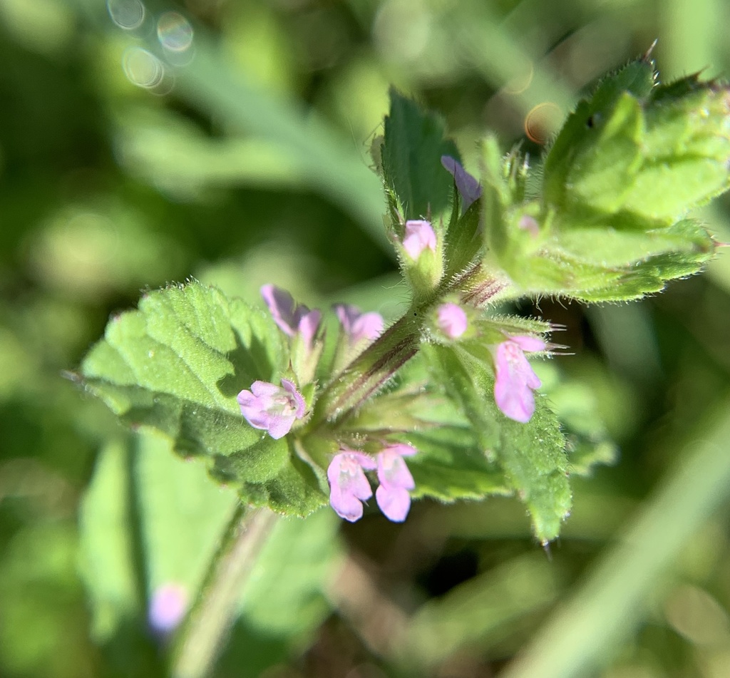 Stachys crenata