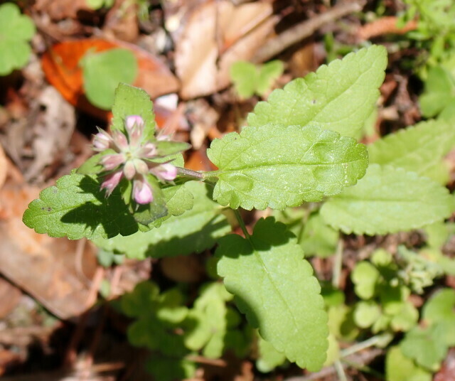 Stachys floridana