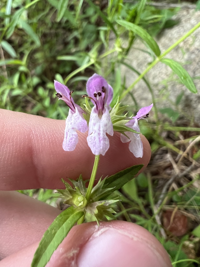 Stachys lythroides