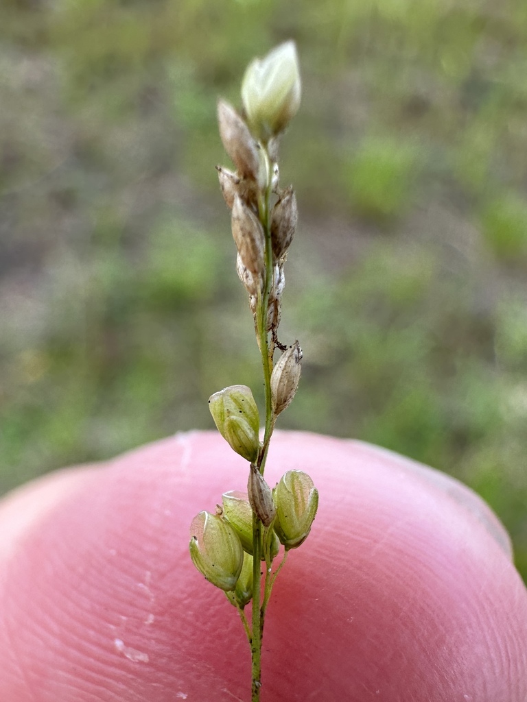 Steinchisma hians