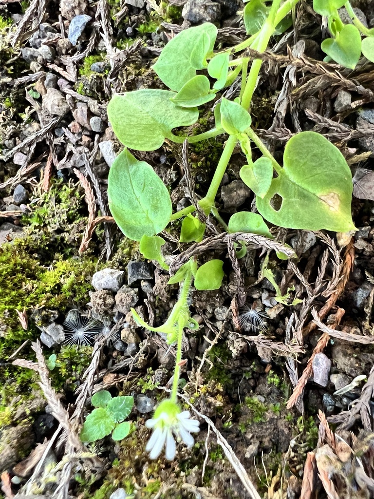 Stellaria prostrata