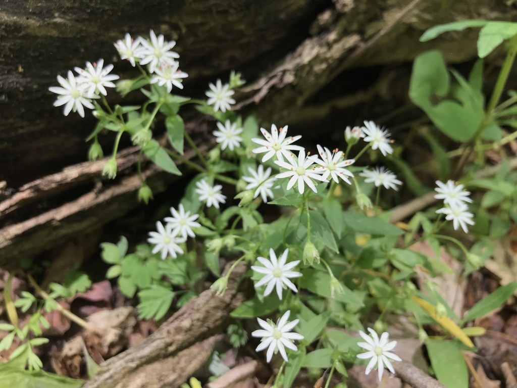 Stellaria puber