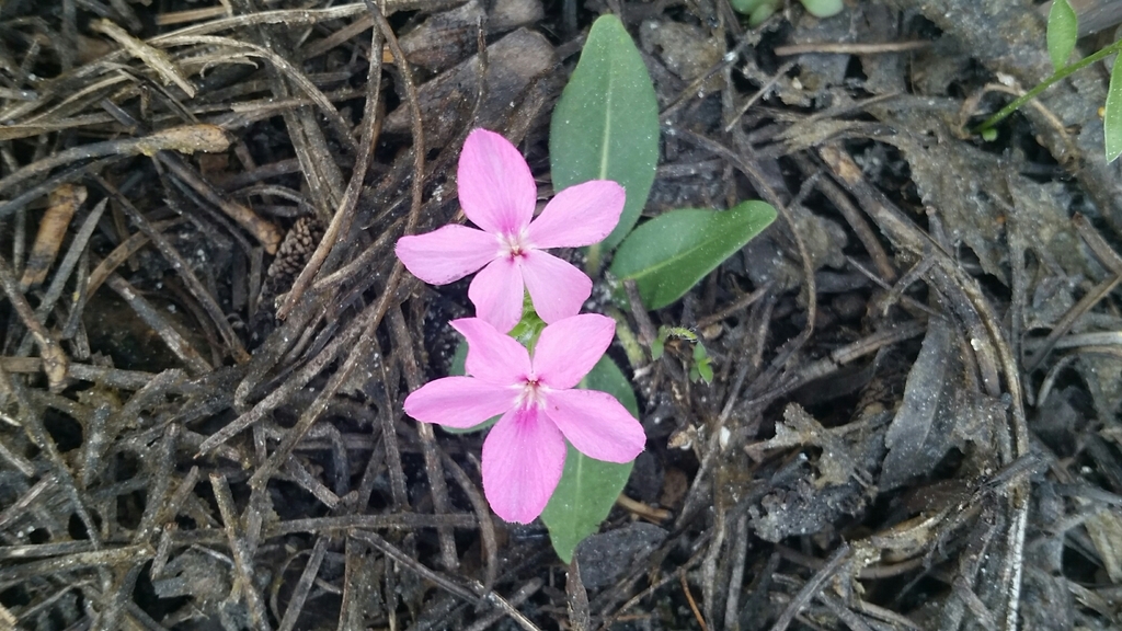Stenandrium dulce