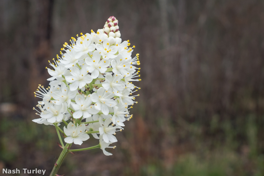 Stenanthium densum