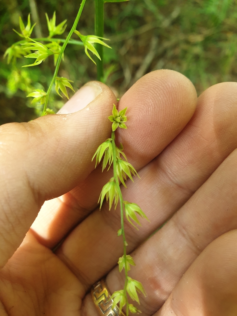 Stenanthium gramineum