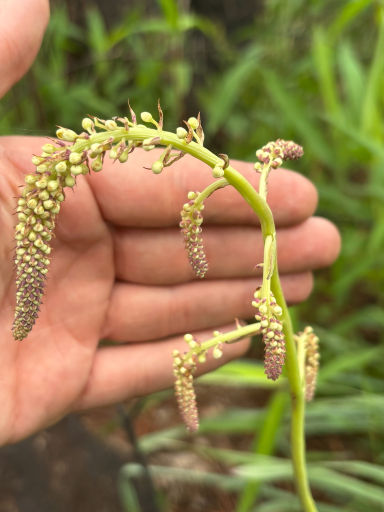 Stenanthium texanum