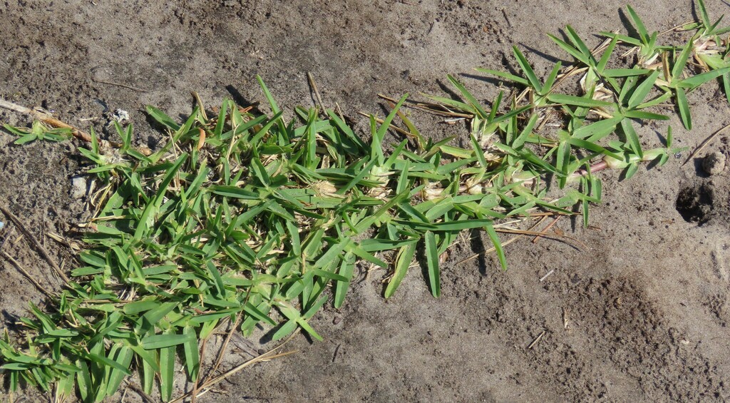 Stenotaphrum secundatum