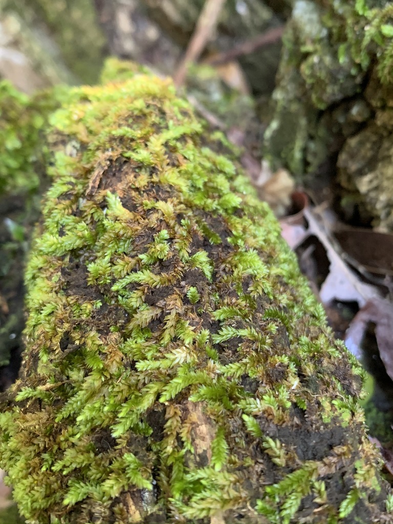 Stereophyllum radiculosum