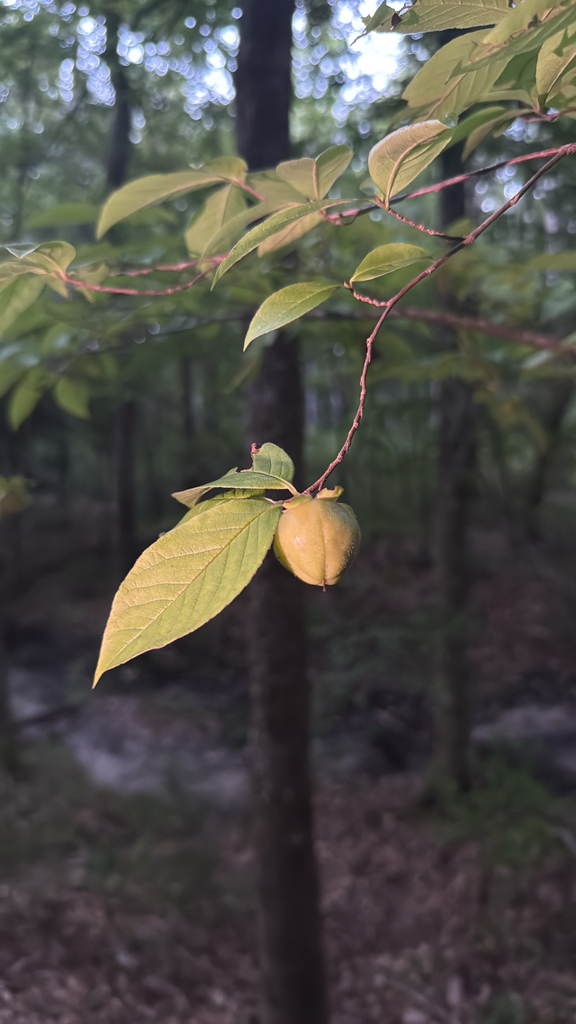 Stewartia malacodendron