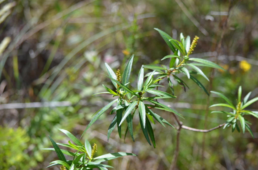 Stillingia aquatica