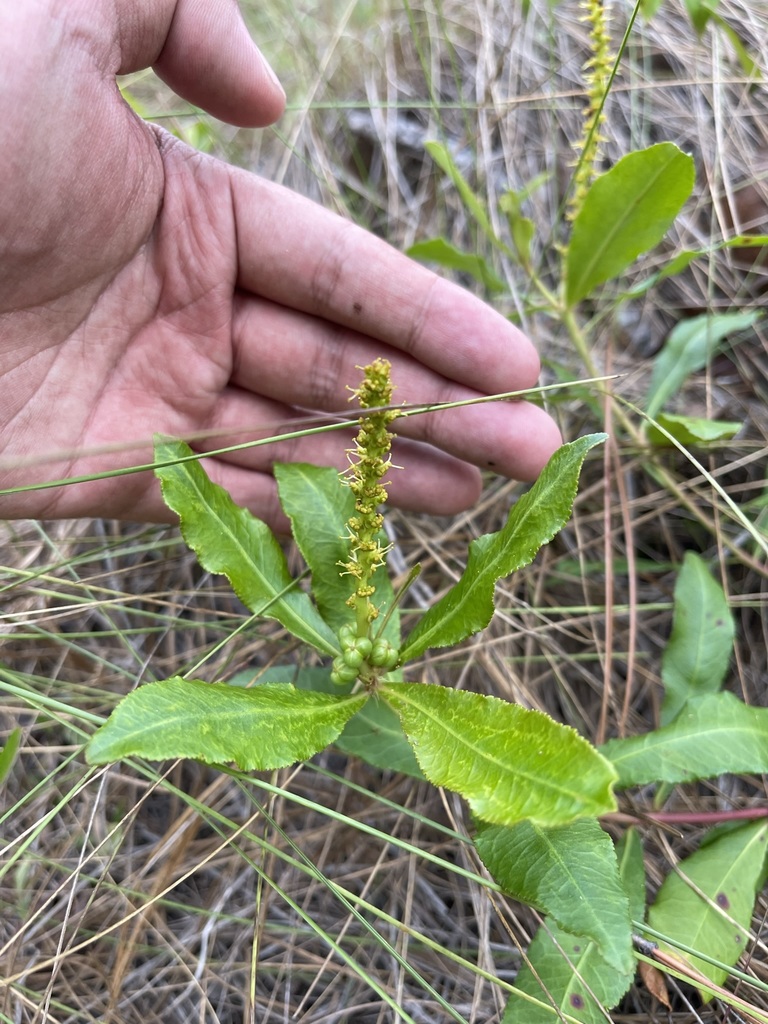 Stillingia sylvatica